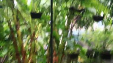 Kuzey Vietnam 'ı harap eden Süper Tayfun Yagi şiddetli yağmurlara, yıkılmış ağaçlara, çökmüş evlere, sellere neden oldu. 300' den fazla insan öldü. 