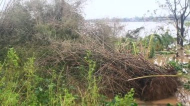 Kuzey Vietnam 'ı harap eden Süper Tayfun Yagi şiddetli yağmurlara, yıkılmış ağaçlara, çökmüş evlere, sellere neden oldu. 300' den fazla insan öldü. 