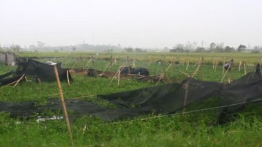 Kuzey Vietnam 'ı harap eden Süper Tayfun Yagi şiddetli yağmurlara, yıkılmış ağaçlara, çökmüş evlere, sellere neden oldu. 300' den fazla insan öldü. 