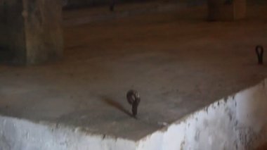 Con Dao hapishanesi ABD tarafından Vietnam 'da inşa edildi.