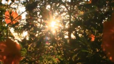 Bahçede çiçekleri sulayan kadın.