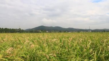Pirinç tarlaları rüzgarda sallanıyor