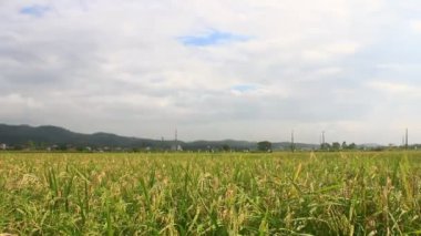 Pirinç tarlaları rüzgarda sallanıyor