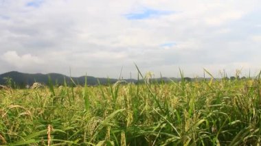 Pirinç tarlaları rüzgarda sallanıyor