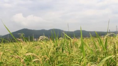 Pirinç tarlaları rüzgarda sallanıyor