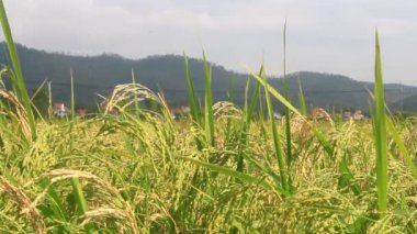 Pirinç tarlaları rüzgarda sallanıyor