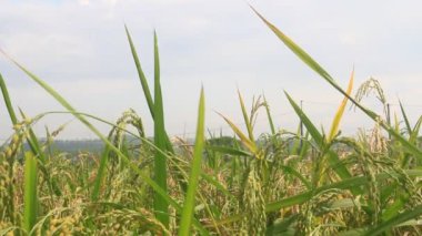 Pirinç tarlaları rüzgarda sallanıyor