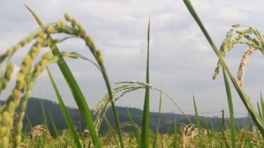 Pirinç tarlaları rüzgarda sallanıyor