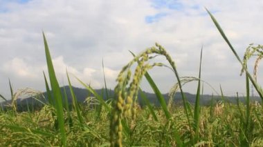 Pirinç tarlaları rüzgarda sallanıyor