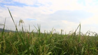 Pirinç tarlaları rüzgarda sallanıyor