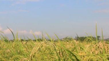 Pirinç tarlaları rüzgarda sallanıyor