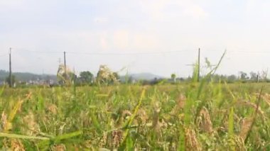 Pirinç tarlaları rüzgarda sallanıyor