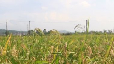 Pirinç tarlaları rüzgarda sallanıyor