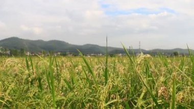 Pirinç tarlaları rüzgarda sallanıyor