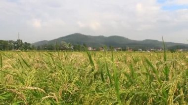 Pirinç tarlaları rüzgarda sallanıyor