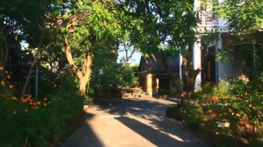 Pirinç tarlaları rüzgarda sallanıyor