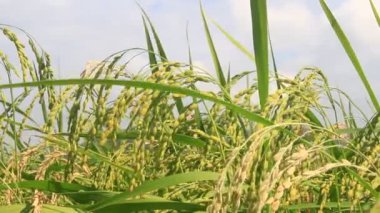 Pirinç tarlaları rüzgarda sallanıyor