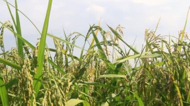 Pirinç tarlaları rüzgarda sallanıyor