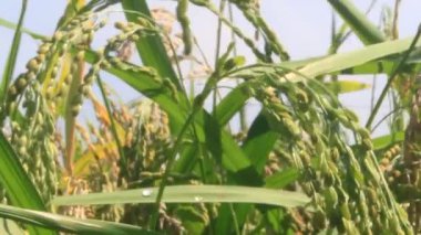 Pirinç tarlaları rüzgarda sallanıyor