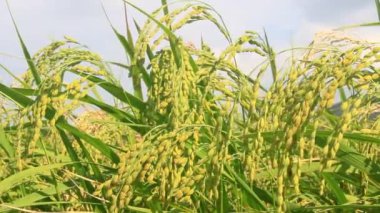 Pirinç tarlaları rüzgarda sallanıyor