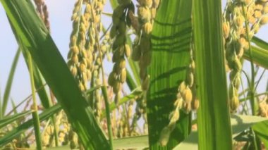 Pirinç tarlaları rüzgarda sallanıyor