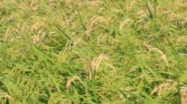 Pirinç tarlaları rüzgarda sallanıyor