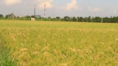 Pirinç tarlaları rüzgarda sallanıyor