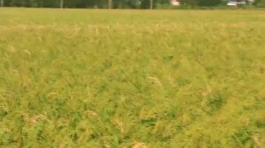 Pirinç tarlaları rüzgarda sallanıyor