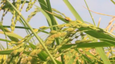 Pirinç tarlaları rüzgarda sallanıyor