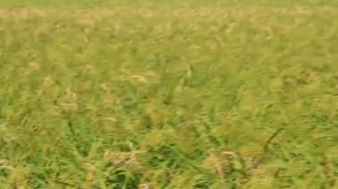 Pirinç tarlaları rüzgarda sallanıyor