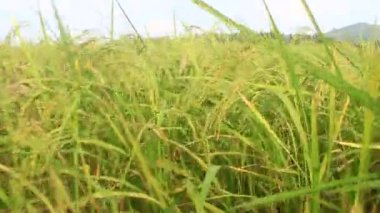 Pirinç tarlaları rüzgarda sallanıyor