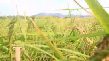 Pirinç tarlaları rüzgarda sallanıyor