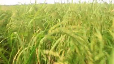 Pirinç tarlaları rüzgarda sallanıyor