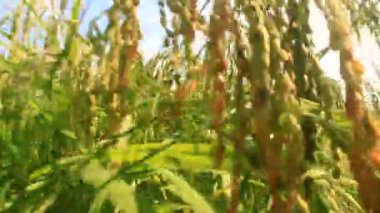 Pirinç tarlaları rüzgarda sallanıyor