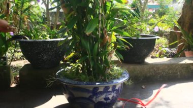 Kadın bahçede sebze buduyor.