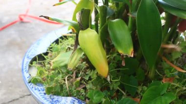 Kadın bahçede sebze buduyor.