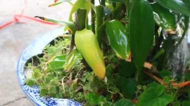 Kadın bahçede sebze buduyor.