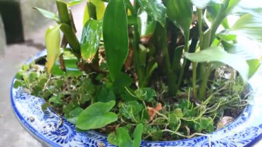 Kadın bahçede sebze buduyor.