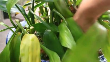 Kadın bahçede sebze buduyor.