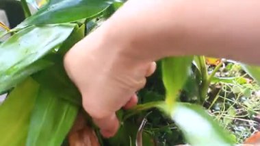 Kadın bahçede sebze buduyor.