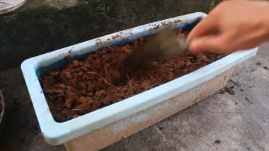tohum ekmek için toprağı tarıyor