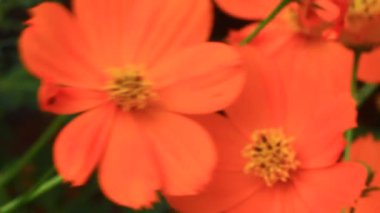 Sarı kasımpatı rüzgârda