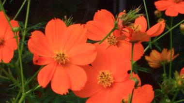 Sarı kasımpatı rüzgârda