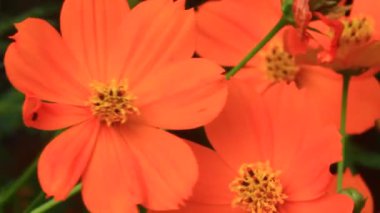 Sarı kasımpatı rüzgârda