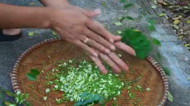 Şifa için pagoda ağacı çiçeği toplayan bir kadın.