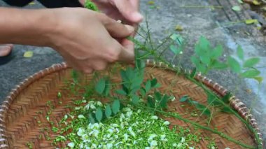 Şifa için pagoda ağacı çiçeği toplayan bir kadın.