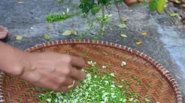 Şifa için pagoda ağacı çiçeği toplayan bir kadın.