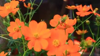 Sarı kasımpatı rüzgârda