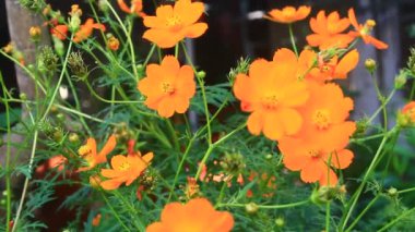 Sarı kasımpatı rüzgârda