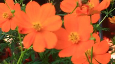 Sarı kasımpatı rüzgârda